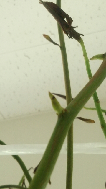 20160429091614998.jpg