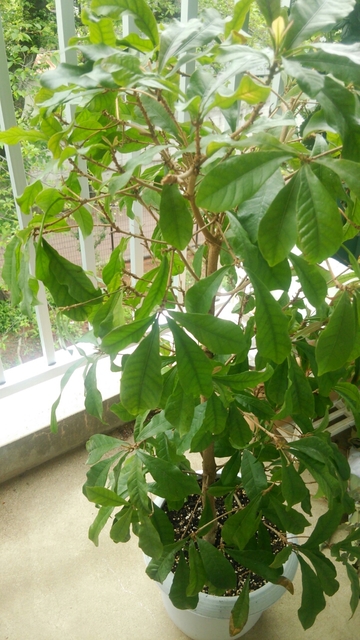 20160429194723835.jpg