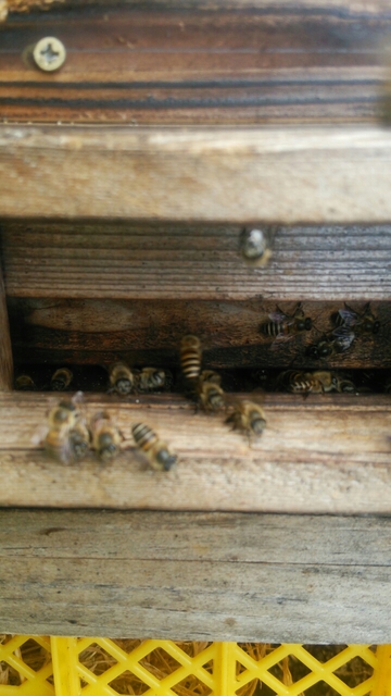 20160531072539156.jpg