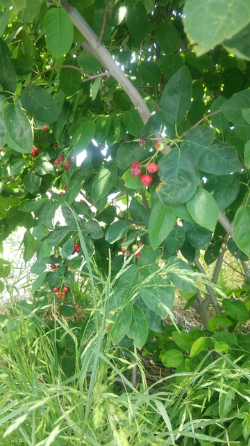 20160531072553618.jpg