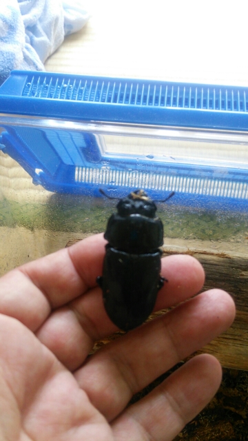 20160603145445694.jpg