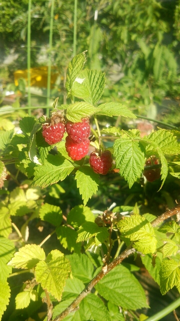 20160611075735669.jpg