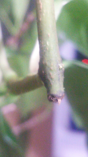 20161213203229534.jpg