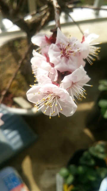 20170304202745330.jpg
