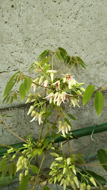 20170413024948421.jpg