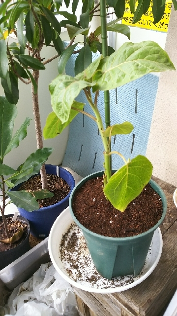 20170608011956352.jpg