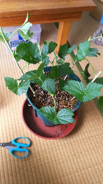 20170610130326642.jpg