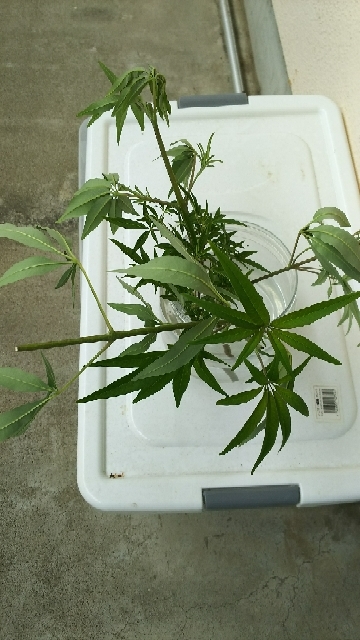 20170618092931425.jpg