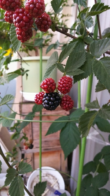 20170720221031303.jpg