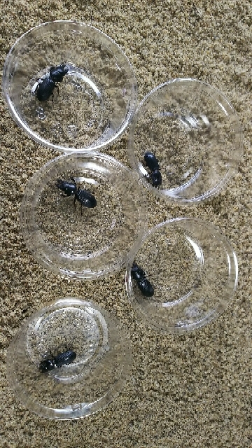 20170906150550016.jpg
